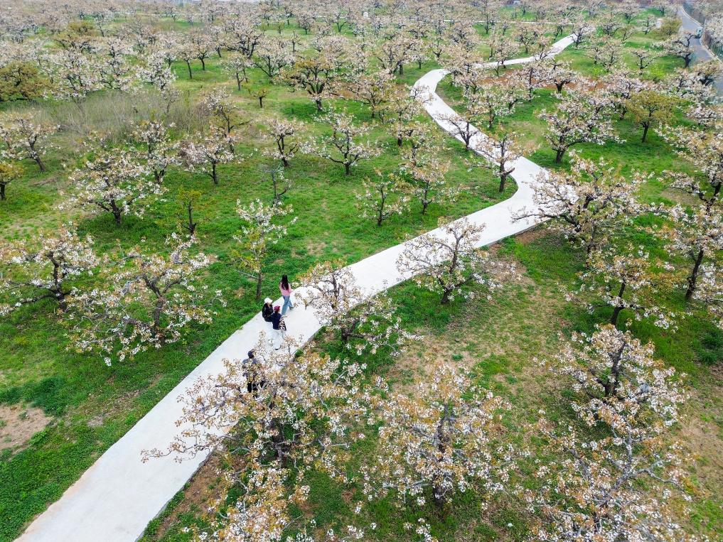 
北大口腔医院黄牛代挂号电话票贩子号贩子网上预约挂号,住院检查加快,秀我中国｜清明：一年一清明 春深寄远情