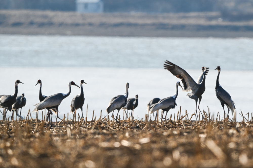 
中山一院黄牛代挂号电话票贩子号贩子网上预约挂号,住院检查加快,春日经济新图景｜鸟啼春晓，“观鸟经济”助燃春日消费