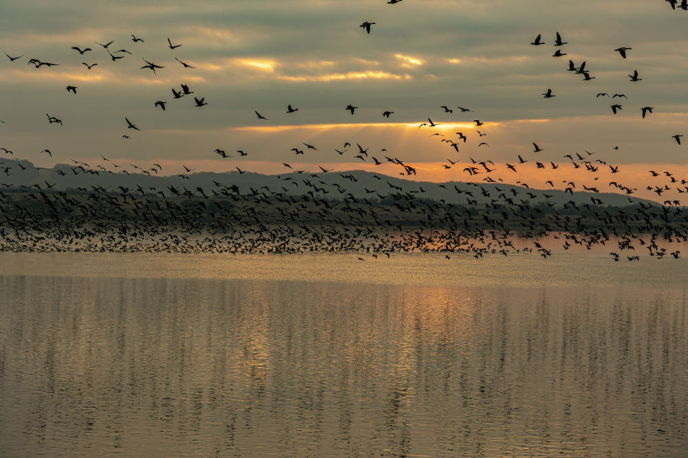 
中山一院黄牛代挂号电话票贩子号贩子网上预约挂号,住院检查加快,春日经济新图景｜鸟啼春晓，“观鸟经济”助燃春日消费