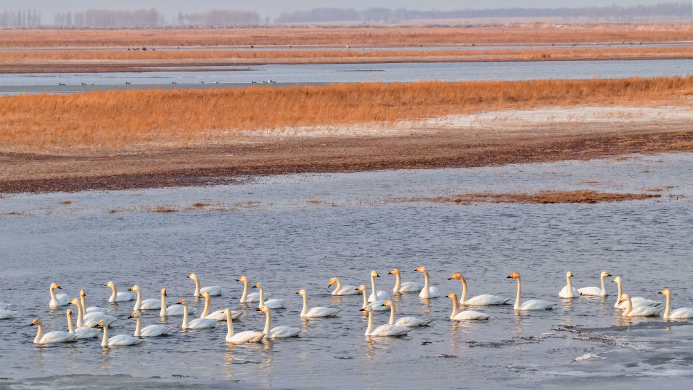 
中山一院黄牛代挂号电话票贩子号贩子网上预约挂号,住院检查加快,春日经济新图景｜鸟啼春晓，“观鸟经济”助燃春日消费