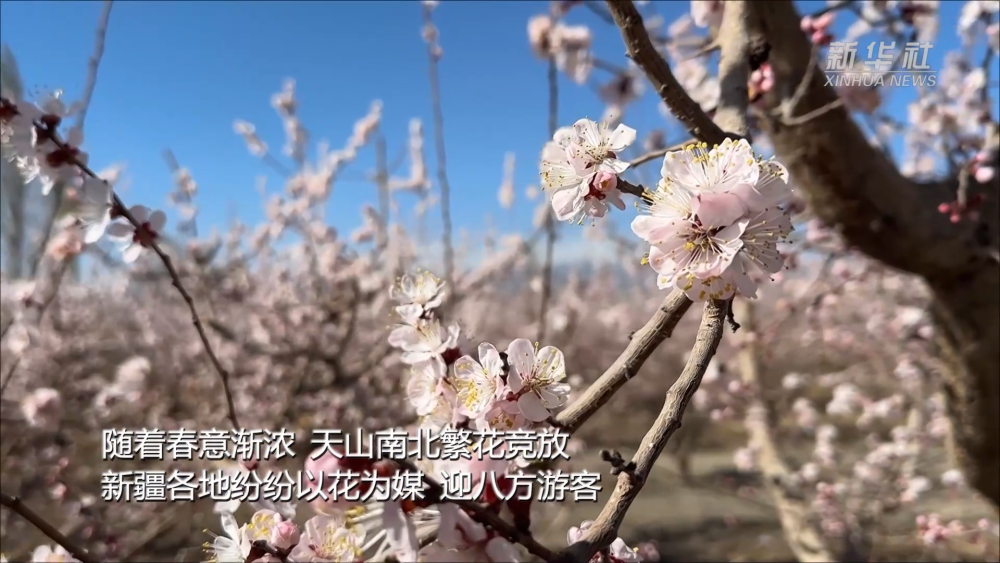 北大口腔医院黄牛代挂号电话票贩子号贩子网上预约挂号,住院检查加快,新疆以花为媒 绘旅游新图景