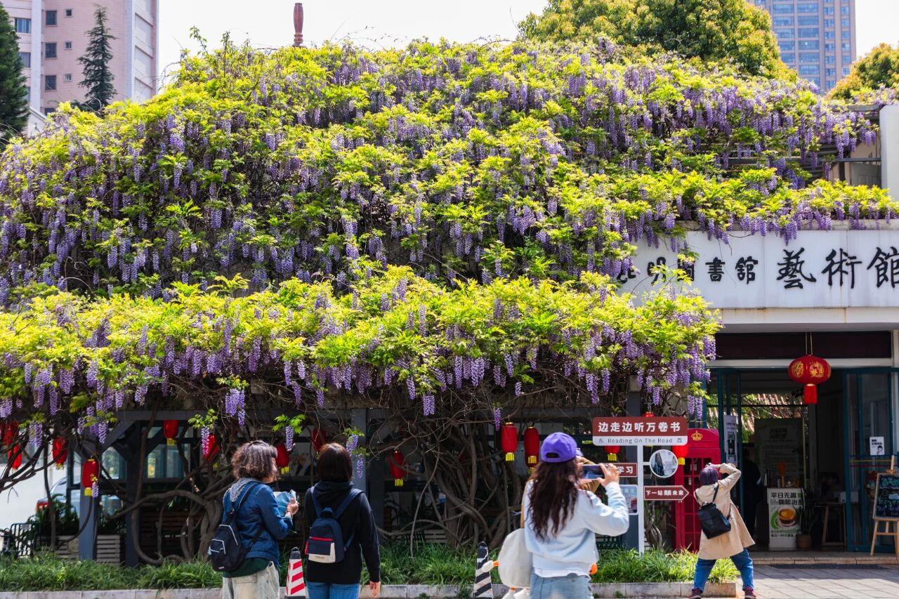 
山东大学齐鲁医院黄牛代挂号电话票贩子号贩子网上预约挂号,住院检查加快,全民“追花地图”！原来有这么多“花样”玩法