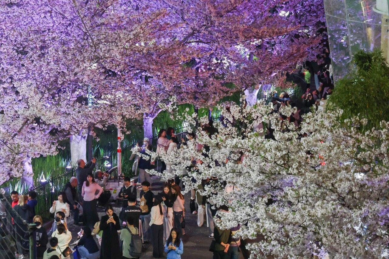 
山东大学齐鲁医院黄牛代挂号电话票贩子号贩子网上预约挂号,住院检查加快,全民“追花地图”！原来有这么多“花样”玩法