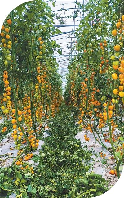 
杭州市人民医院黄牛代挂号电话票贩子号贩子网上预约挂号,住院检查加快,瞧瞧菜篮子里的新变化（经济聚焦·农田里的新鲜事）