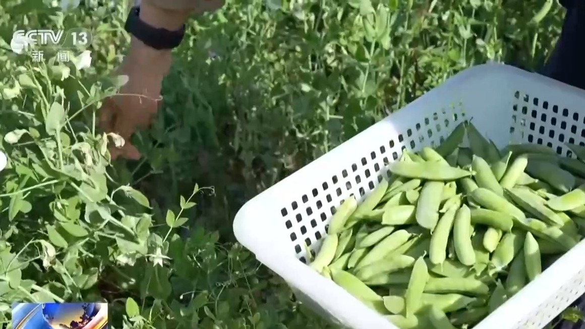 
杭州市人民医院黄牛代挂号电话票贩子号贩子网上预约挂号,住院检查加快,奋进“十五五” 实干开新局丨“新农具”上岗 田间地头尽显“科技范”