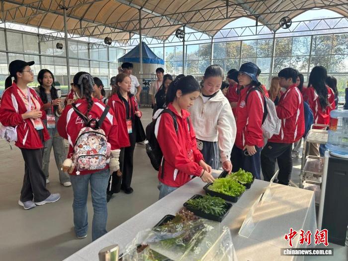 
上海各大医院黄牛代挂号电话票贩子号贩子网上预约挂号,住院检查加快,华裔青少年走进上海金山 感受现代农业与文旅融合魅力