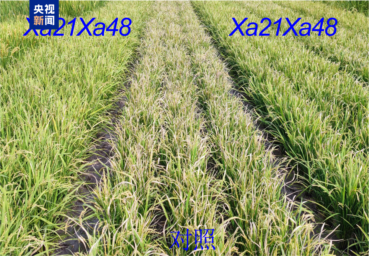 
北医六院黄牛代挂号电话票贩子号贩子网上预约挂号,住院检查加快,我国科学家破解水稻高产抗病育种难题 高产稳产再添硬核保障