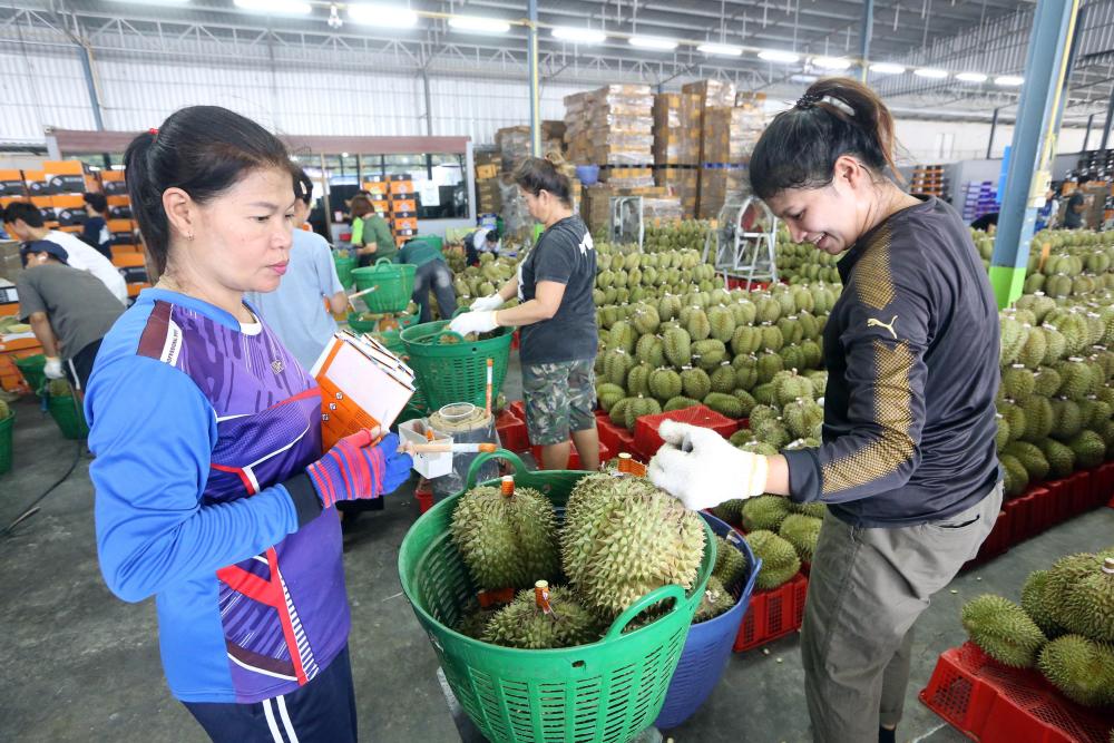 
北医三院黄牛代挂号电话票贩子号贩子网上预约挂号,住院检查加快,泰国尖竹汶府：又到榴莲季