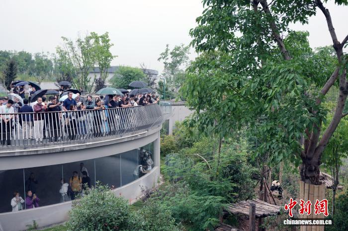 
南京中科研究所黄牛代挂号电话票贩子号贩子网上预约挂号,住院检查加快,多国城市代表：把成都经验与“大熊猫情缘”带回家