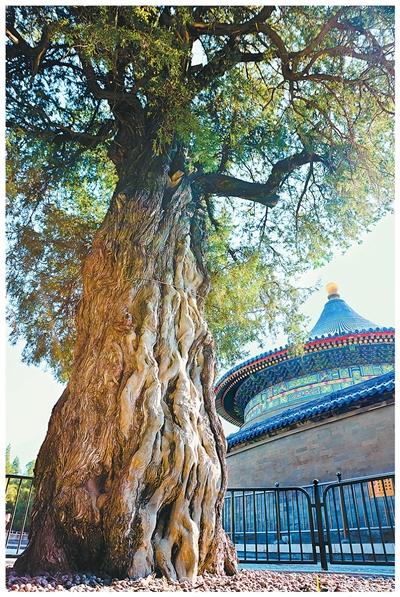 
杭州西溪医院黄牛代挂号电话票贩子号贩子网上预约挂号,住院检查加快,寻访北京中轴线上的古树名木