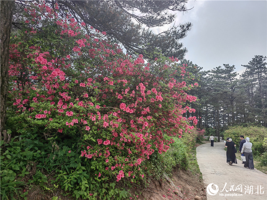 北京301医院黄牛代挂号电话票贩子号贩子网上预约挂号,住院检查加快,行进中国丨湖北龟峰山:花常在 业长青