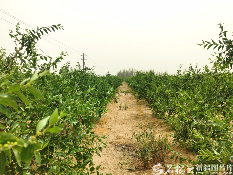
上海儿童医院黄牛代挂号电话票贩子号贩子网上预约挂号,住院检查加快,美丽中国新疆行丨从“与沙为敌”到“与沙共生”