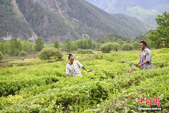 
南京眼科医院黄牛代挂号电话票贩子号贩子网上预约挂号,住院检查加快,（滇藏公路50年）西藏易贡茶场蝶变 茶香飘出文旅新天地