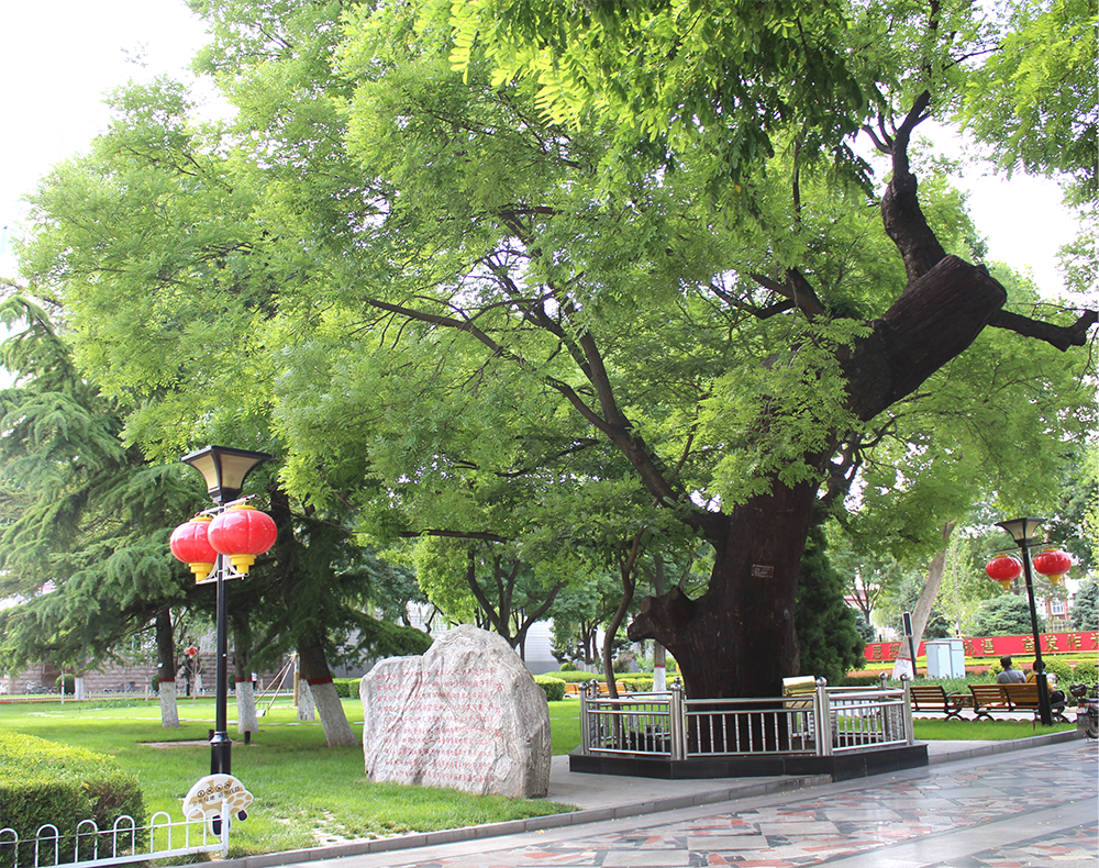 长春吉大二院黄牛代挂号电话票贩子号贩子网上预约挂号,住院检查加快,人民之心|古槐树下的问答