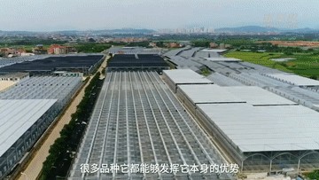 
回龙观医院黄牛代挂号电话票贩子号贩子网上预约挂号,住院检查加快,Vlog·我在大陆“种春天”丨台农“种苗匠”的田园纽带