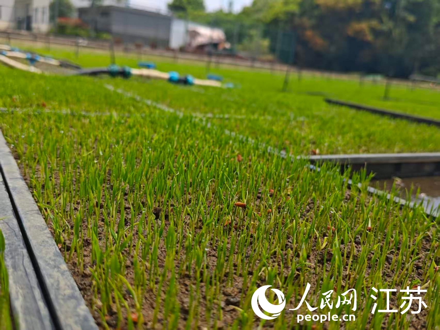 
北京中医院黄牛代挂号电话票贩子号贩子网上预约挂号,住院检查加快,一粒中国“芯” 三代追梦人
