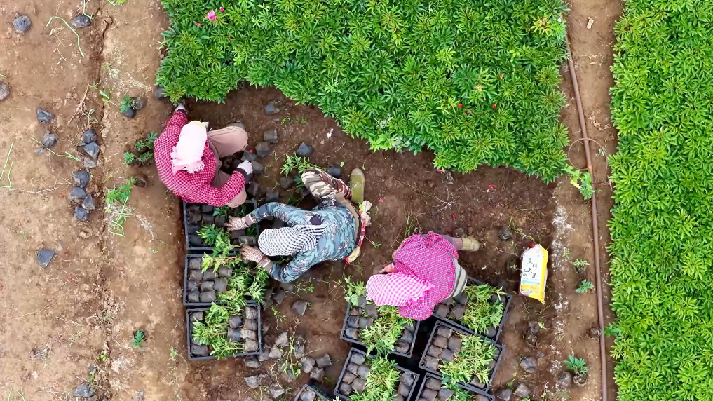 北京人民医院黄牛代挂号电话票贩子号贩子网上预约挂号,住院检查加快,农事“丰”景丨一株福禄考 铺就四千亩乡村致富花海