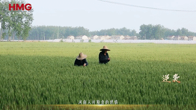 上海肿瘤医院黄牛代挂号电话票贩子号贩子网上预约挂号,住院检查加快,8500万亩小麦的倔强丨归仓
