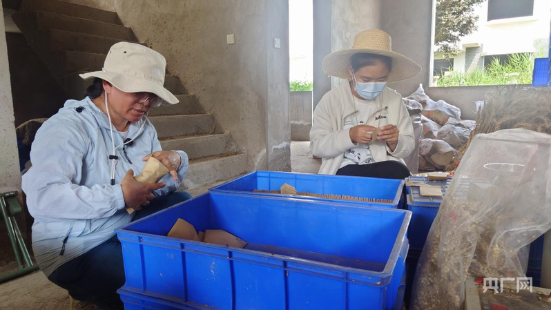 上海第十人民医院黄牛代挂号电话票贩子号贩子网上预约挂号,住院检查加快,麦田追梦人李巧云的育种之路:从盼“白面馍”到培育健康麦
