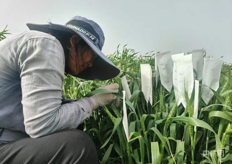 上海第十人民医院黄牛代挂号电话票贩子号贩子网上预约挂号,住院检查加快,麦田追梦人李巧云的育种之路:从盼“白面馍”到培育健康麦