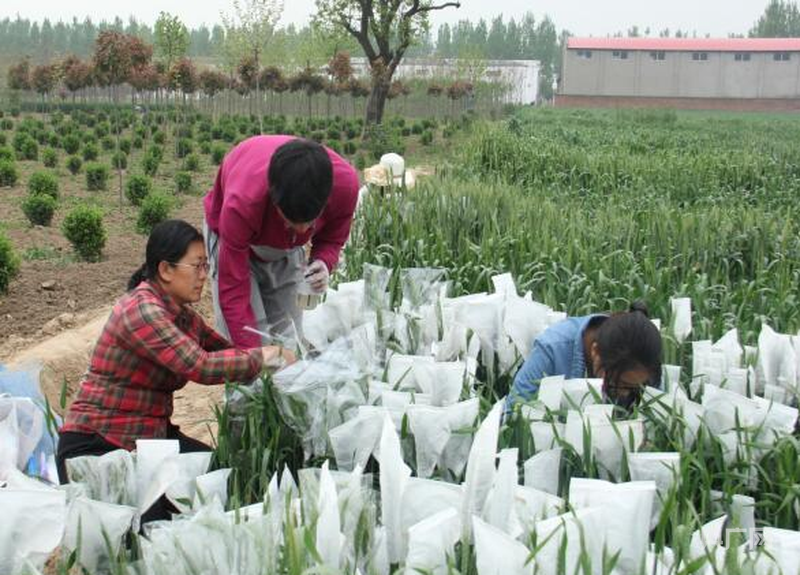 上海第十人民医院黄牛代挂号电话票贩子号贩子网上预约挂号,住院检查加快,麦田追梦人李巧云的育种之路:从盼“白面馍”到培育健康麦
