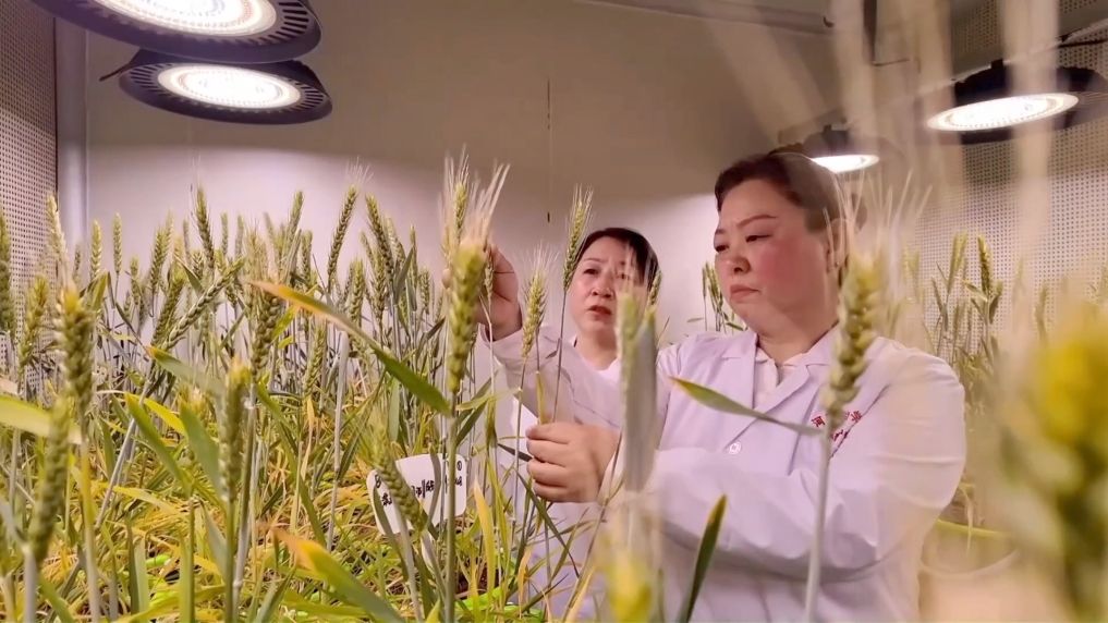 
北大口腔医院黄牛代挂号电话票贩子号贩子网上预约挂号,住院检查加快,新华视点丨沃野绘新篇：高质量发展基层样本观察
