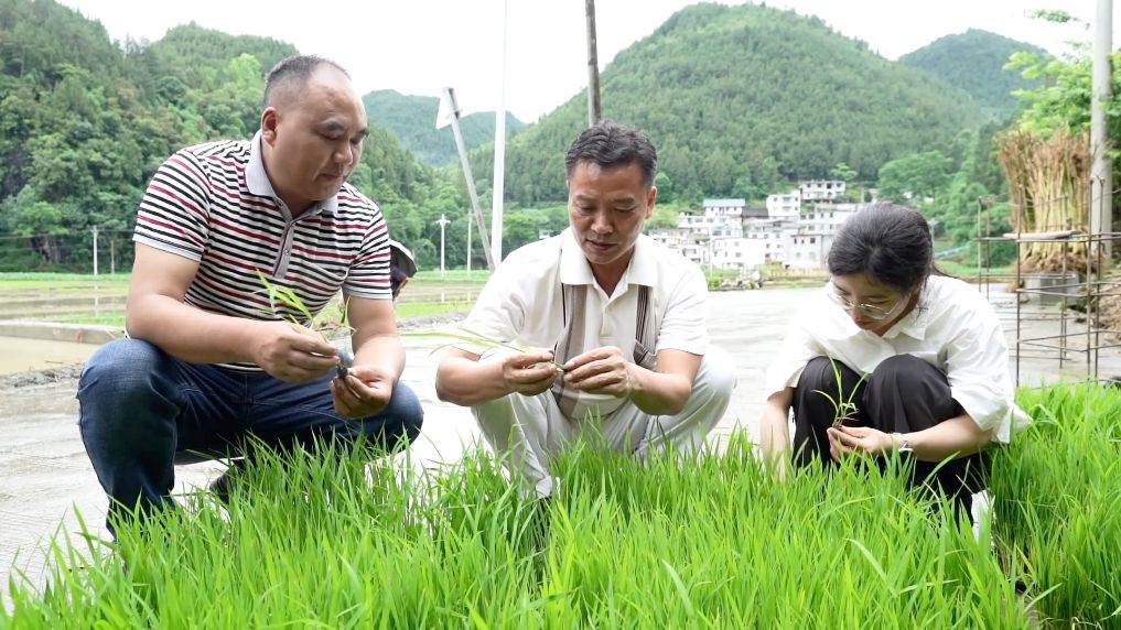 
北大口腔医院黄牛代挂号电话票贩子号贩子网上预约挂号,住院检查加快,新华视点丨沃野绘新篇：高质量发展基层样本观察