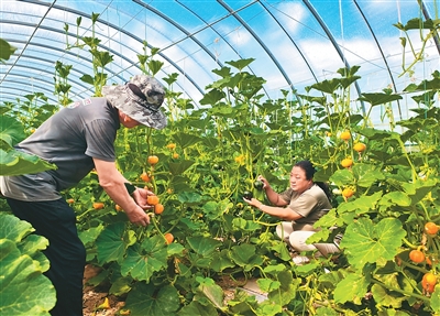 
上海华山医院黄牛代挂号电话票贩子号贩子网上预约挂号,住院检查加快,把“三农”短板补得更实（锐财经）