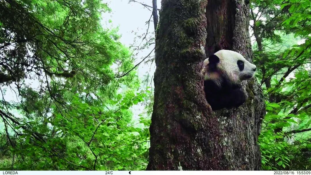 
北医六院黄牛代挂号电话票贩子号贩子网上预约挂号,住院检查加快,“熊口普查”靠的居然是……