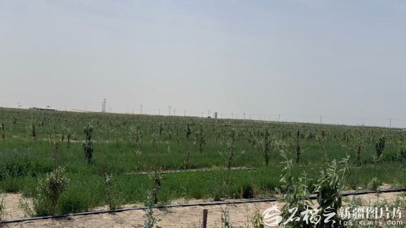 中山大学肿瘤防治中心郭琤琤医生黄牛预约代挂号电话高质量发展中国行丨沙海里建起“植物试验场”