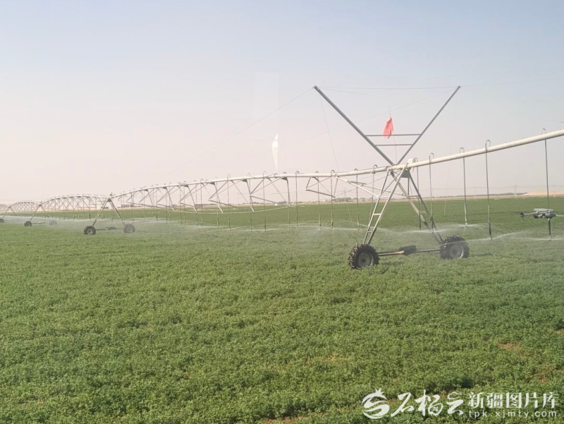 中山大学肿瘤防治中心郭琤琤医生黄牛预约代挂号电话高质量发展中国行丨沙海里建起“植物试验场”