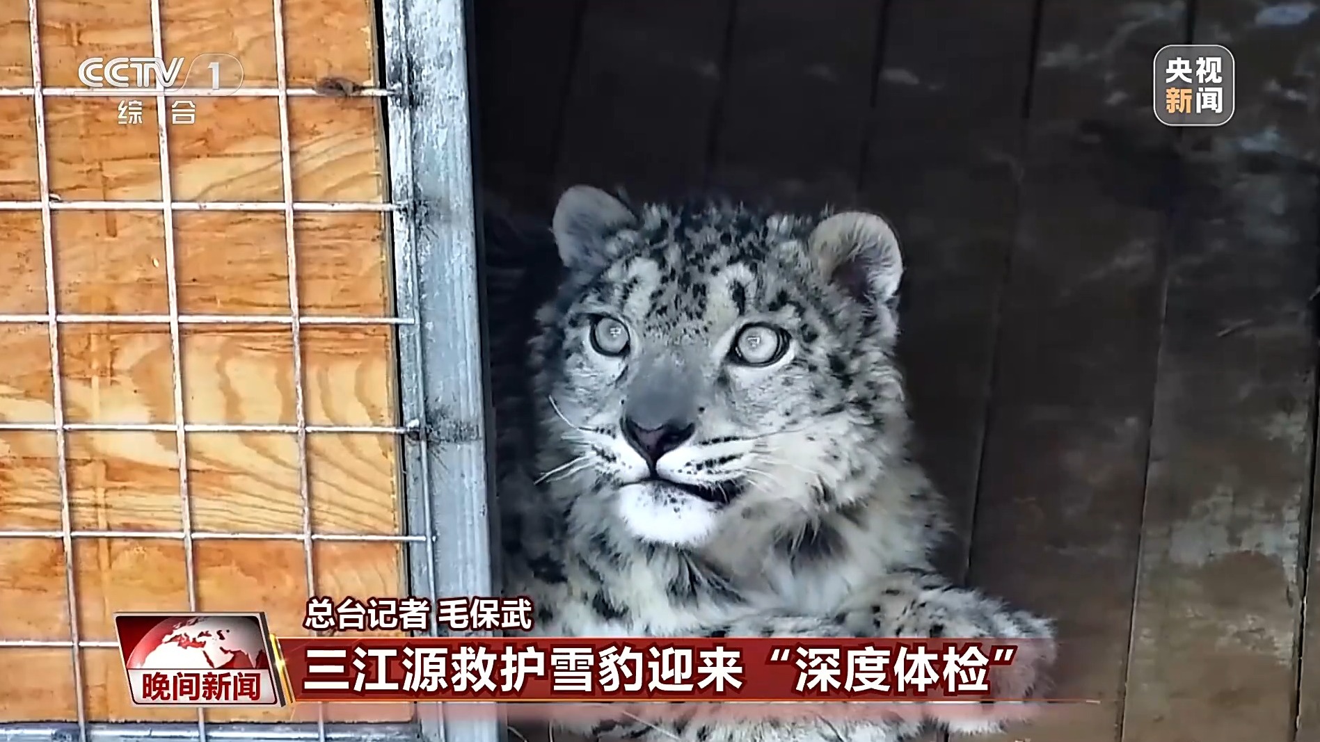 
杭州各大医院医生黄牛预约代挂号电话美丽中国行丨青海三只被救护雪豹迎“深度体检”