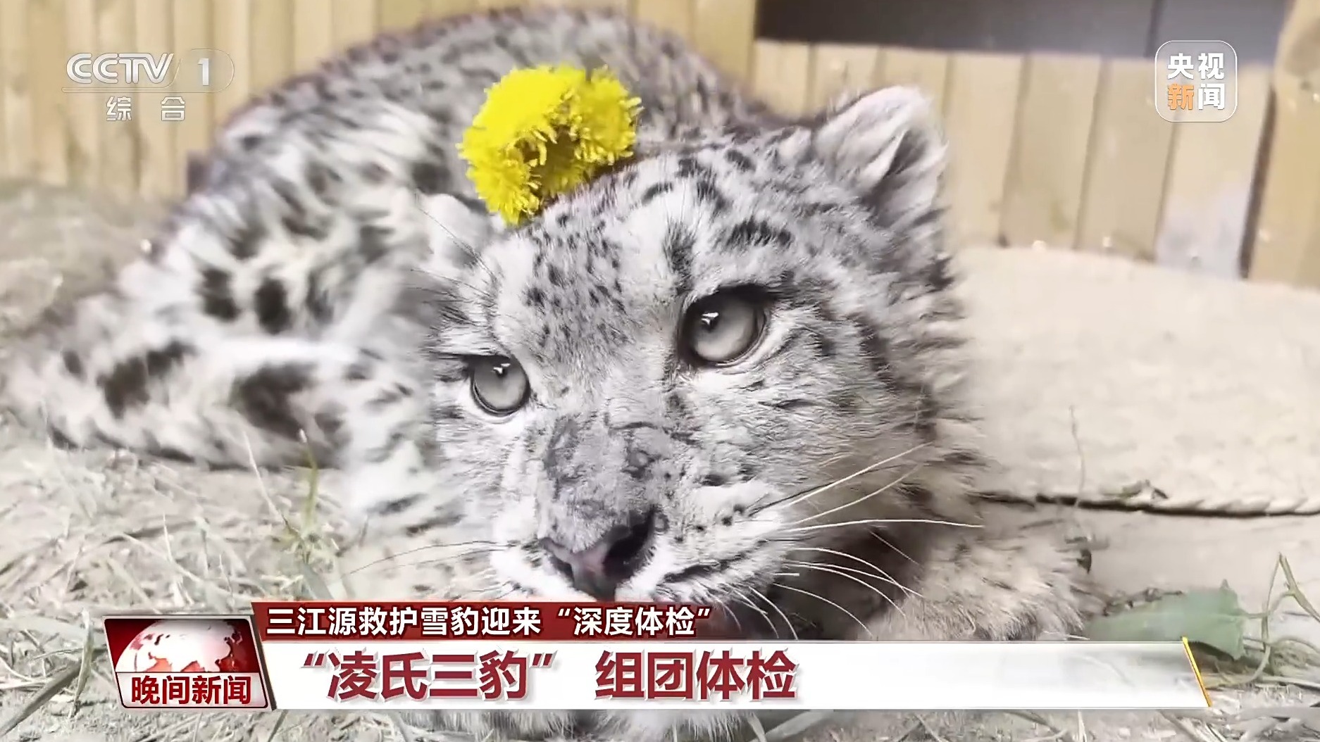 
杭州各大医院医生黄牛预约代挂号电话美丽中国行丨青海三只被救护雪豹迎“深度体检”