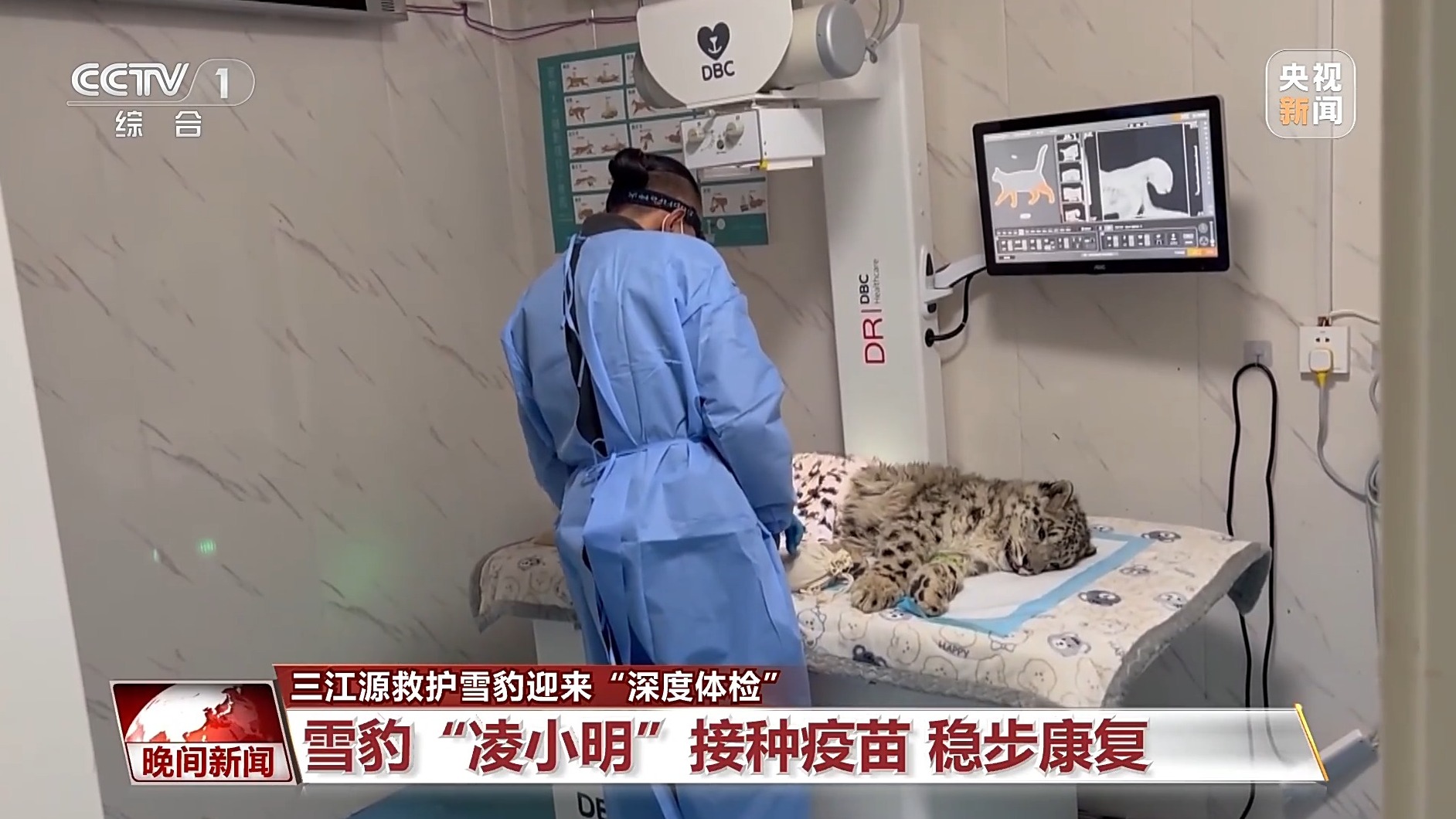 
杭州各大医院医生黄牛预约代挂号电话美丽中国行丨青海三只被救护雪豹迎“深度体检”