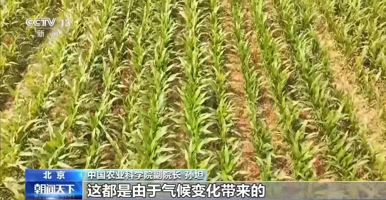 
中国中医科学院西苑医院洪霞医生黄牛预约代挂号电话视频丨我国夏粮产量创新高 丰收的背后有哪些硬核支撑？