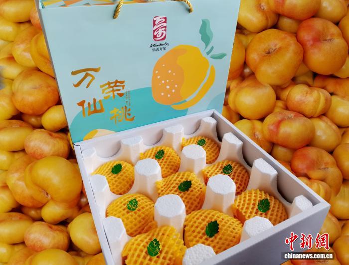 
西北妇女儿童医院天涛医生黄牛预约代挂号电话（乡村行·看振兴）山西万荣：千亩桃园“甜”出富民路