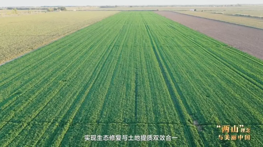 复旦大学附属妇产医院丁景新医生黄牛预约代挂号电话“两山”理念与美丽中国丨塔克拉玛干边缘,种出万亩“致富草”