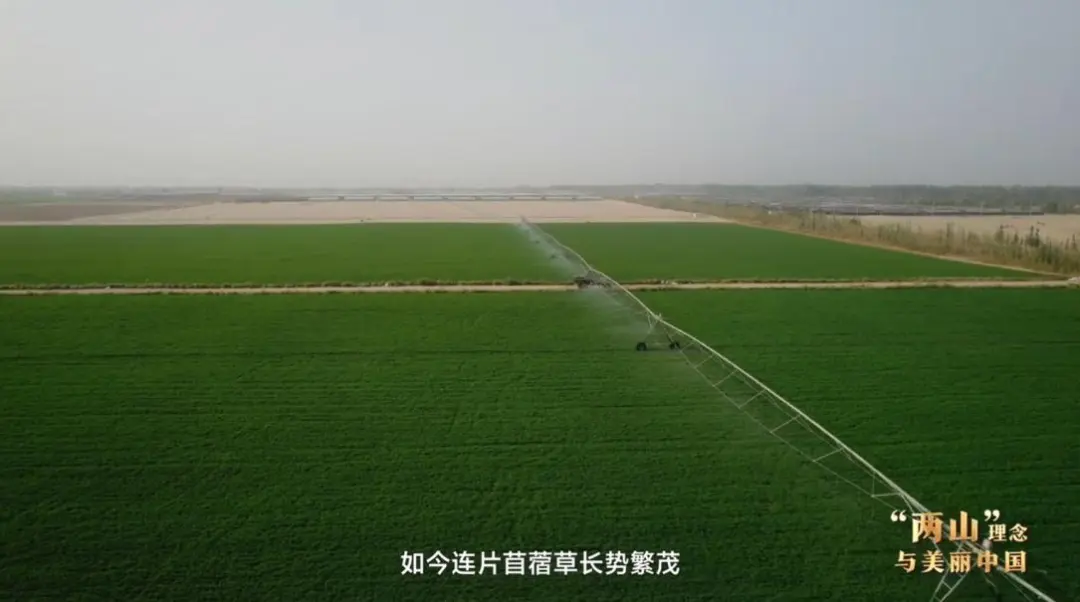 复旦大学附属妇产医院丁景新医生黄牛预约代挂号电话“两山”理念与美丽中国丨塔克拉玛干边缘,种出万亩“致富草”