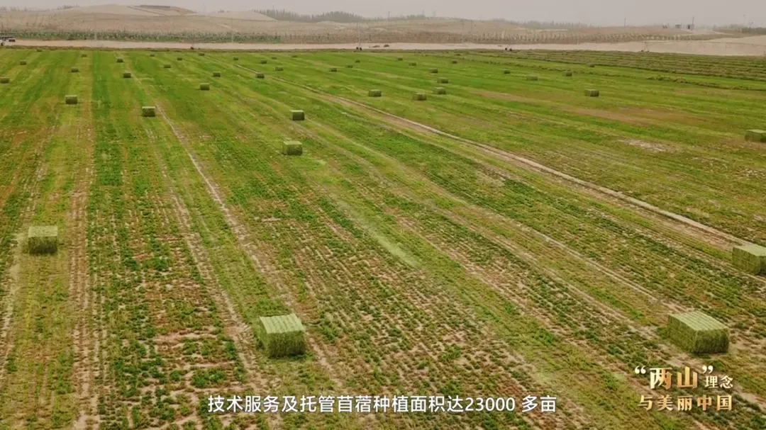 复旦大学附属妇产医院丁景新医生黄牛预约代挂号电话“两山”理念与美丽中国丨塔克拉玛干边缘,种出万亩“致富草”