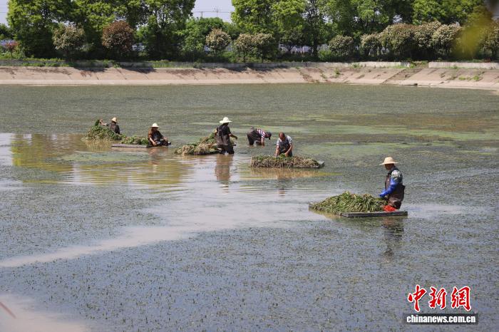 
复旦大学附属眼耳鼻喉科学院曹鹏宇医生黄牛预约代挂号电话（长江十年行）减磷攻坚焕新颜 湖南洞庭一湖碧水泽万家