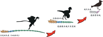 
上海市东方医院黄安华医生黄牛预约代挂号电话补上鸟类尾巴演化“拼图”