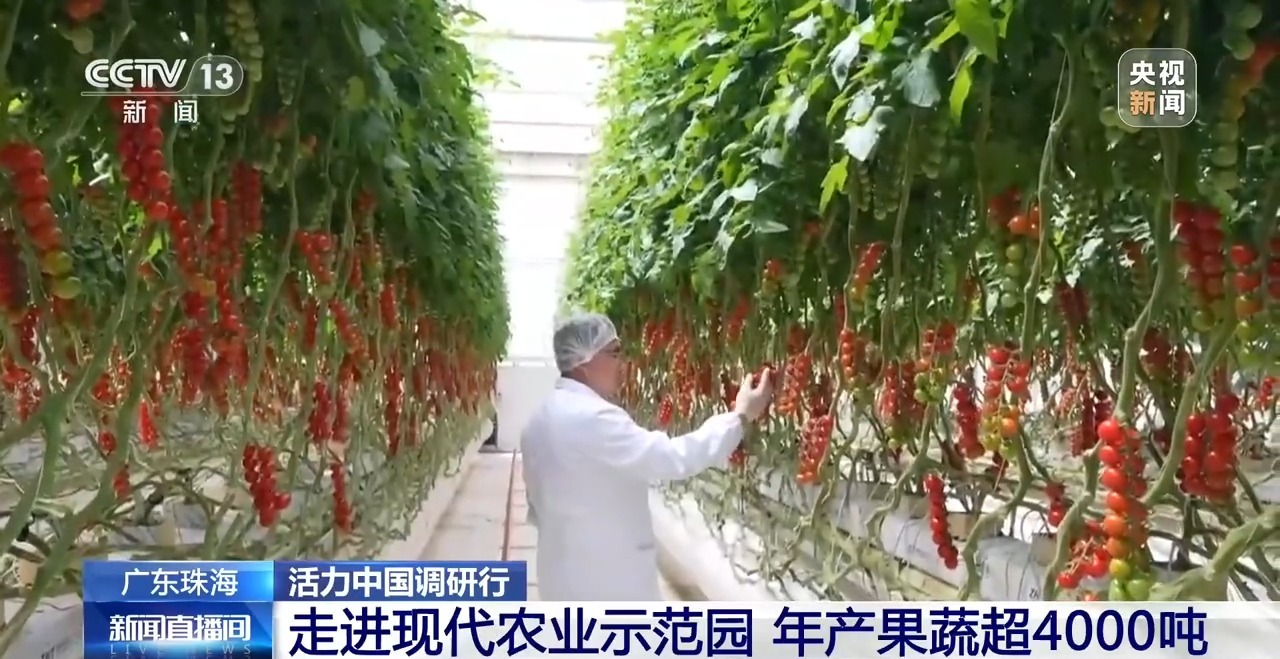 
西安各大医院黄牛挂号电话票贩子号贩子网上预约挂号,住院检查加快活力中国调研行丨一个小番茄里的科技味