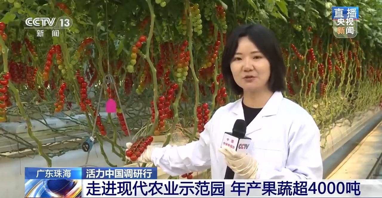 
西安各大医院黄牛挂号电话票贩子号贩子网上预约挂号,住院检查加快活力中国调研行丨一个小番茄里的科技味