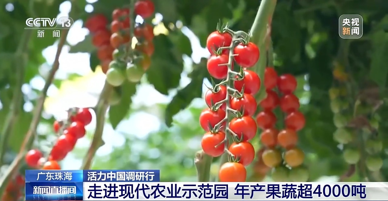 
西安各大医院黄牛挂号电话票贩子号贩子网上预约挂号,住院检查加快活力中国调研行丨一个小番茄里的科技味