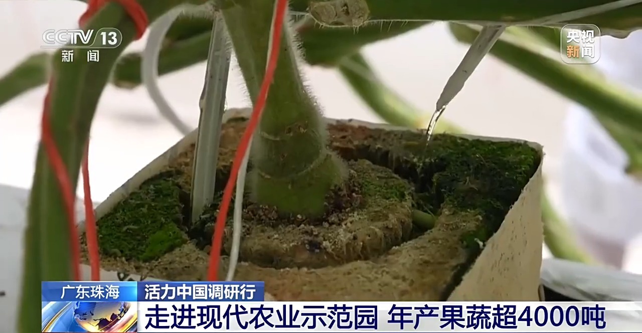 
西安各大医院黄牛挂号电话票贩子号贩子网上预约挂号,住院检查加快活力中国调研行丨一个小番茄里的科技味