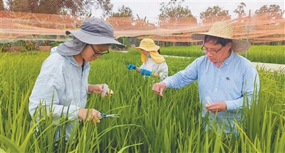
广东省第二人民医院李天旺医生黄牛预约代挂号电话为了水稻抗病又稳产（弘扬科学家精神）