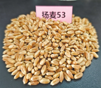 
上海仁济医院黄牛挂号电话票贩子号贩子网上预约挂号,住院检查加快种粮大户亩均增产近100公斤（三夏进行时·田间探新）
