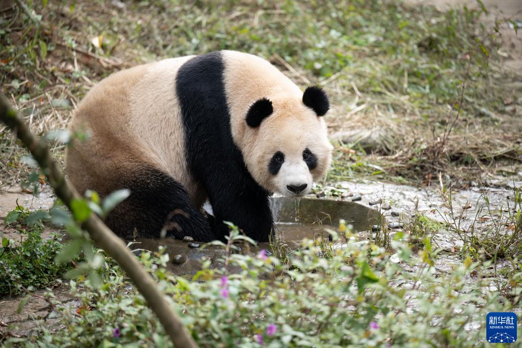 大熊猫“四海”“京京”启程前往卡塔尔