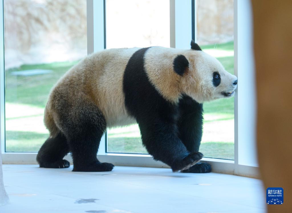 两只中国大熊猫抵达卡塔尔