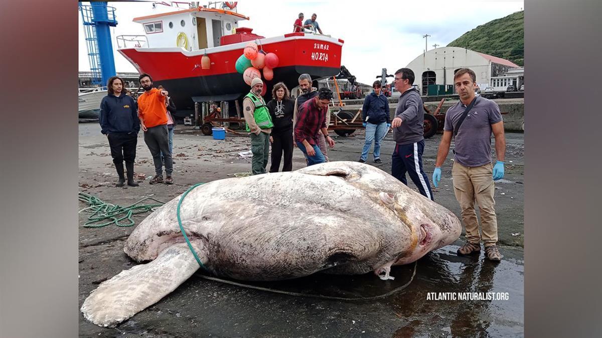 葡萄牙海域发现全球最重硬骨鱼，重达2.74吨